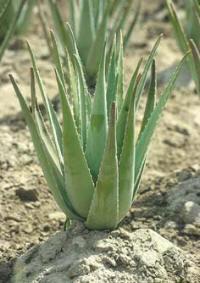 Plante Aloe Vera cultivate ecologic
