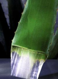 gel Aloe vera, sensibil la oxidare