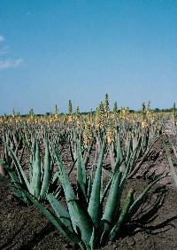 Aloe vera - plantatie Forever