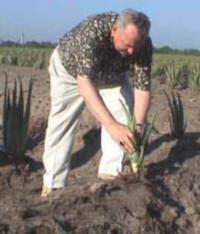 Rex Maughan plantând Aloe vera